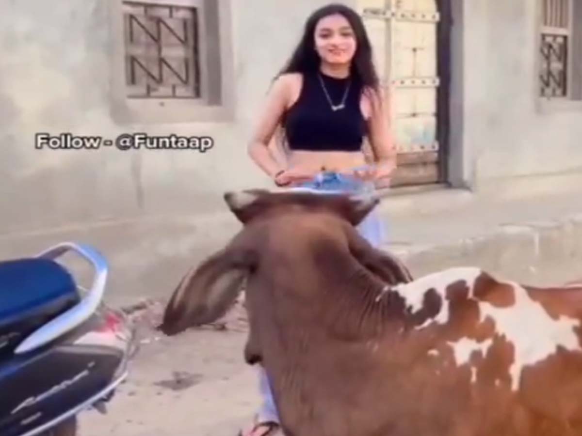 Girl Making Video in front of Bull
