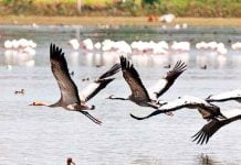 विश्व प्रवासी पक्षी दिवस कब मनाया जाता है, जानिए यहाँ! Vishva Pravasi Pakchi Diwas