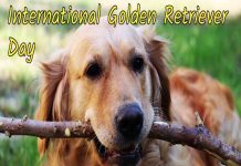 अंतरराष्ट्रीय गोल्डन रिट्रीवर दिवस कब मनाया जाता है | International Golden Retriever Day Kab Manaya Jata Hai
