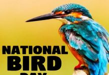 राष्ट्रीय पक्षी दिवस कब मनाया जाता है | National Bird Day Kab Manaya Jata Hai