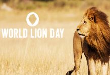 विश्व शेर दिवस कब मनाया जाता है | World Lion Day Kab Manaya Jata Hai