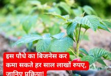इस पौधे का बिजनेस कर कमा सकते हर साल लाखों रुपए, जानिए प्रक्रिया! New Business Idea