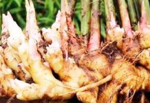 अदरक की खेती से कमाए जा सकते है लाखो रूपए, जानिए कैसे