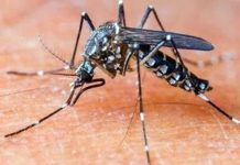 बड़वानी में डेंगू और चिकनगुनिया का कहर, अस्पतालों में मरीजों की भीड़ बढ़ी