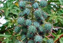 बच्चो ने खाए अरंडी के फल, उल्टी-दस्त और बेहोशी की हालत में पहुंचे अस्पताल