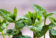 पुदीने की पत्तियों के चमत्कारी फायदे, करता है इम्यून सिस्टम मजबूत और देता है अनेको लाभ