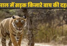 भोपाल में सड़क किनारे बाघ की दहशत