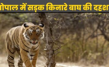 भोपाल में सड़क किनारे बाघ की दहशत