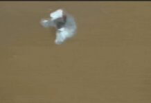 भोपाल में पति-पत्नी ने की फायरिंग, जानलेवा हमले का बदला लेने की कोशिश